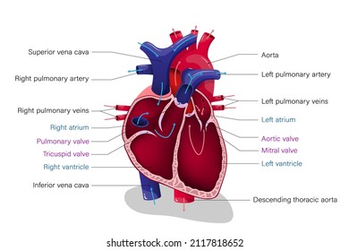 271 Inferior Vena Cava Images, Stock Photos & Vectors 