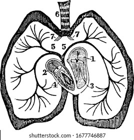 A diagram of the heart. Labels: 1. Left auricle; 2, Right auricle; 3, Left ventricle; 4, Right ventricle; 5, Right and left pulmonary veins; 6, Trachea, vintage line drawing or engraving illustration.