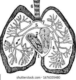 A diagram of the heart. Labels: 1. Right auricle; 2, Left auricle; 3, Right ventricle; 4, Left ventricle; 5, Right and left pulmonary veins; 6, Trachea, vintage line drawing or engraving illustration.
