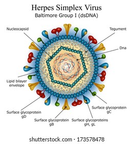 partes de el virus