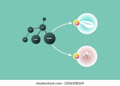 A diagram highlighting the movement of negatively charged particles toward positive sites on leaves and roots, illustrating humic acid and fertilizer absorption