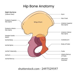 Diagram of Hip Bone Anatomy