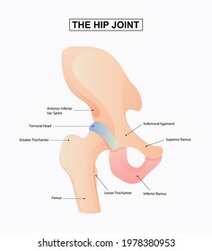 Diagram of the Hip joint structure. Vector Illustration.