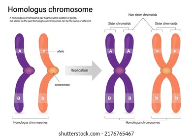 Diagram of homologus chromosome. Sister chromatids and Non-sister chromatids. Vector used for scientific and medical education.