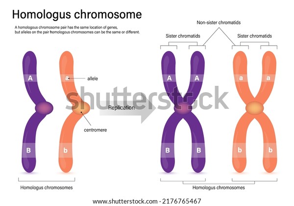 Diagram of homologus chromosome. Sister\
chromatids and Non-sister chromatids. Vector used for scientific\
and medical education.