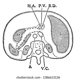 Diagram of horizontal section through upper part of 1st lumbar vertebra, vintage line drawing or engraving illustration