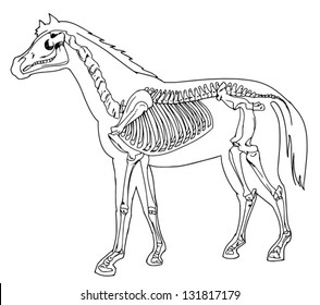 Diagram of a horse skeleton