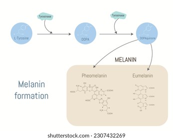 Diagrama de cómo se forma la melanina a partir de tirosina y tirosinasa.