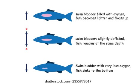 diagram of How the swim blabber works in fish