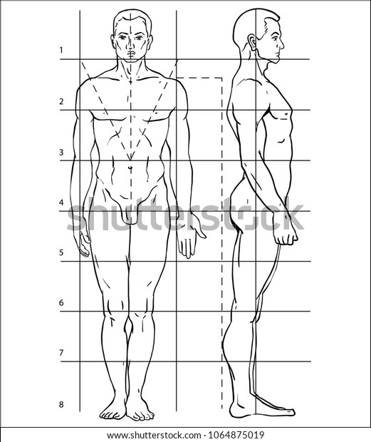 人体図 人を描く方法 男 体の比率 白い背景にテンプレート図形のシルエットとマーク付きボディのサイズ線 ベクターイラスト のベクター画像素材 ロイヤリティフリー
