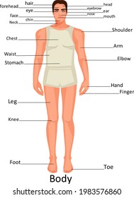 11 Individual Body Parts For Kids Stock Illustrations, Images & Vectors ...