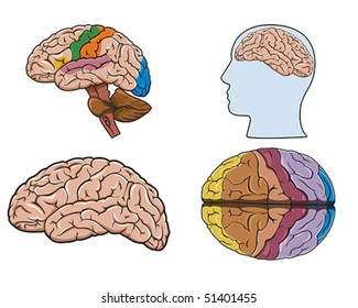 Diagram of a human brain in vector