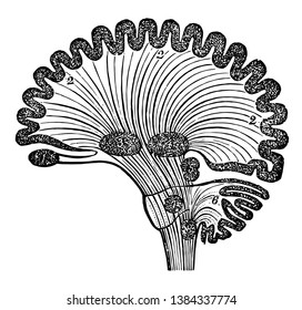 Diagram Of Human Brain In Vertical Section Showing The Situation Of The Different Ganglia And The Course Of Fibers, Vintage Line Drawing Or Engraving Illustration.