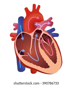 Diagram Of Human Cardiac Structure, The Heart, Vector Illustration