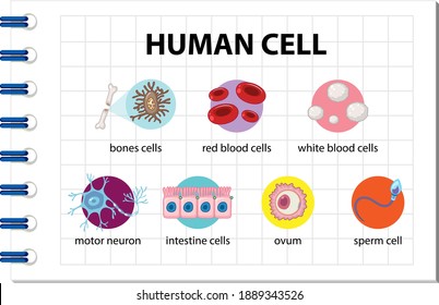 Diagram of human cell for education illustration