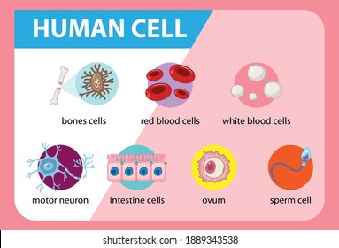 2,159 Motor neurons Images, Stock Photos & Vectors | Shutterstock