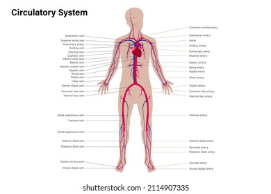 Diagram of human circulatory system with description of veins and arteries. Medical education chart.