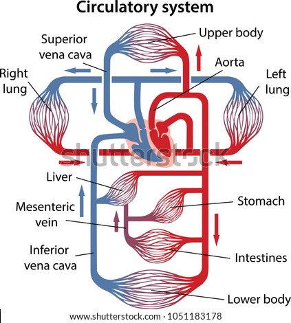 Diagram Human Circulatory System Main Parts Stock Vector (Royalty Free