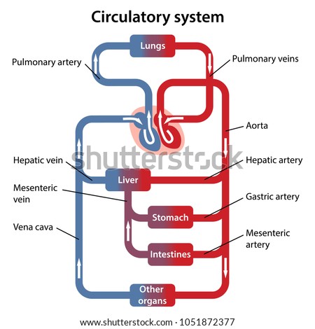 Diagram Human Circulatory System Main Parts Stock Vector ...