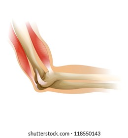 Diagram of a human elbow