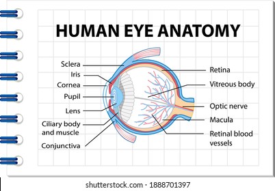 Diagram of human eye anatomy with label illustration