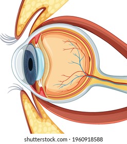 Diagram of human eyeball anatomy illustration