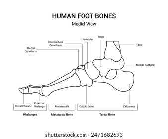 Diagram of human foot bones medial view with line style