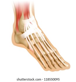 Diagram of a human foot with connective tissue