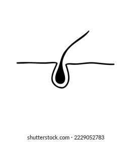 Diagram of human hair growth. Outline, anatomical, hand drawn illustration.