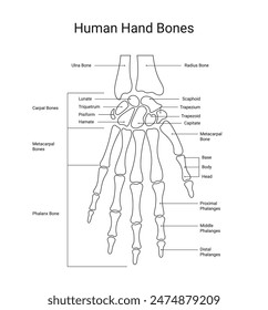 Diagram of human hand bones with line style