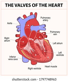 Diagram Of Human Heart Anatomy