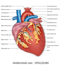 Diagram of human heart anatomy. vector illustration.