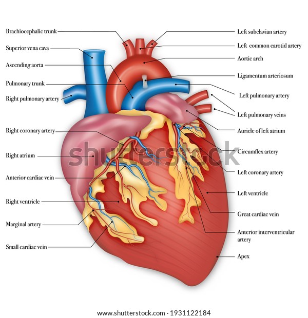 Diagram of\
human heart anatomy. vector\
illustration.