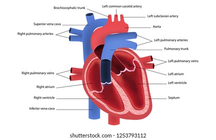 Aorta Labeled Diagram Stock Illustration 439769629