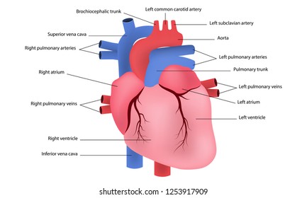 Diagram Human Heart Vector Illustration Eps10 Stock Vector (Royalty ...