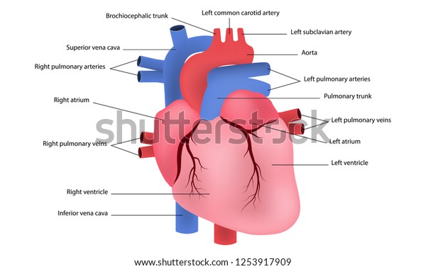 Diagram Human Heart Vector Illustration Eps10 Stock Vector (Royalty ...