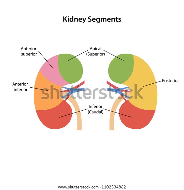Diagram of human kidney segments with main parts colored and labeled ...