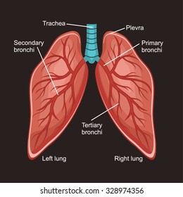 Diagram of the human lungs.