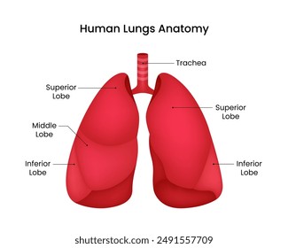 Diagram of Human Lungs Anatomy