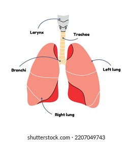 Diagram of human lungs in flat line vector style. Scheme of internal organ, cartoon illustration, medicine, biology, physiology. Health, human, breathing, structure, system, bronchi, trachea, body.