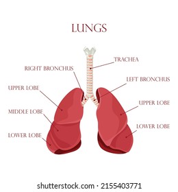 Diagram of human lungs and trachea, respiratory system, healthy lungs icon. Vector illustration isolated on a white background.