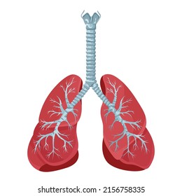 Diagram of human lungs and trachea, respiratory system, healthy lungs icon. Vector illustration isolated on a white background.