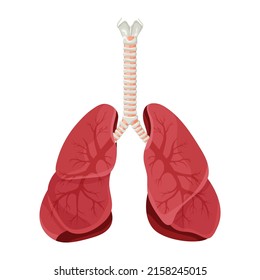 Diagram Of Human Lungs And Trachea, Respiratory System, Healthy Lungs Icon. Vector Illustration Isolated On A White Background.