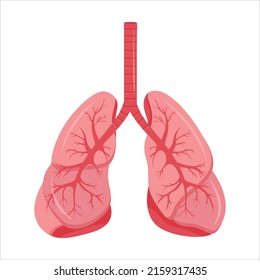 Diagram Of Human Lungs And Trachea, Respiratory System, Healthy Lungs Icon. Vector Illustration Isolated On A White Background.