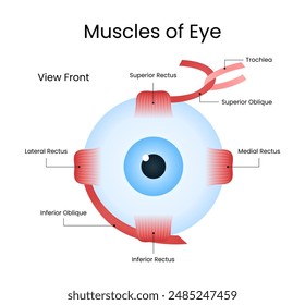 Diagram of Human Muscles Eye