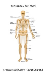 Diagram of the human skeleton. Main parts of the skeletal system. Front view