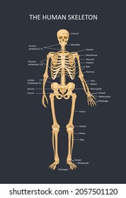 Diagram of the human skeleton. Main parts of the skeletal system. Front view