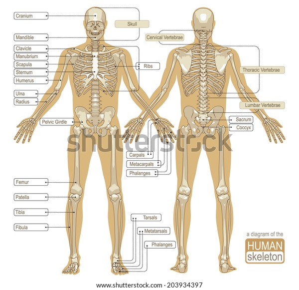 人間の骨格の図 骨格系の主要な部分 ベクターイラスト のベクター画像素材 ロイヤリティフリー