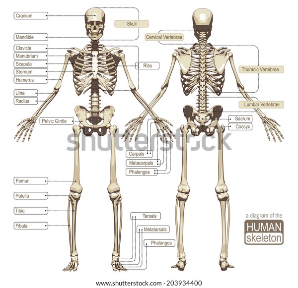 人体骨骼的图表 骨骼系统的主要部分 矢量插图库存矢量图 免版税
