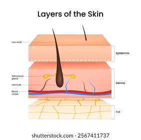 Diagram of human skin layers